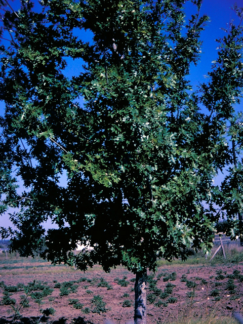 Shumard Oak