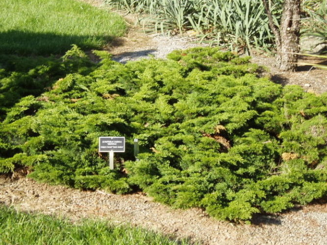 Calgary Carpet Juniper