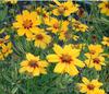 Tequila Sunrise Tickseed