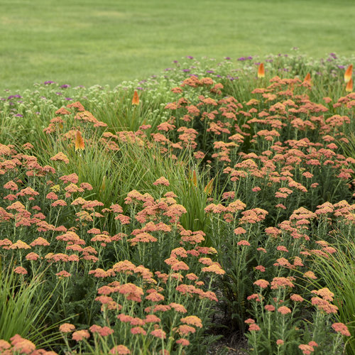 Firefly Peach Sky' Yarrow