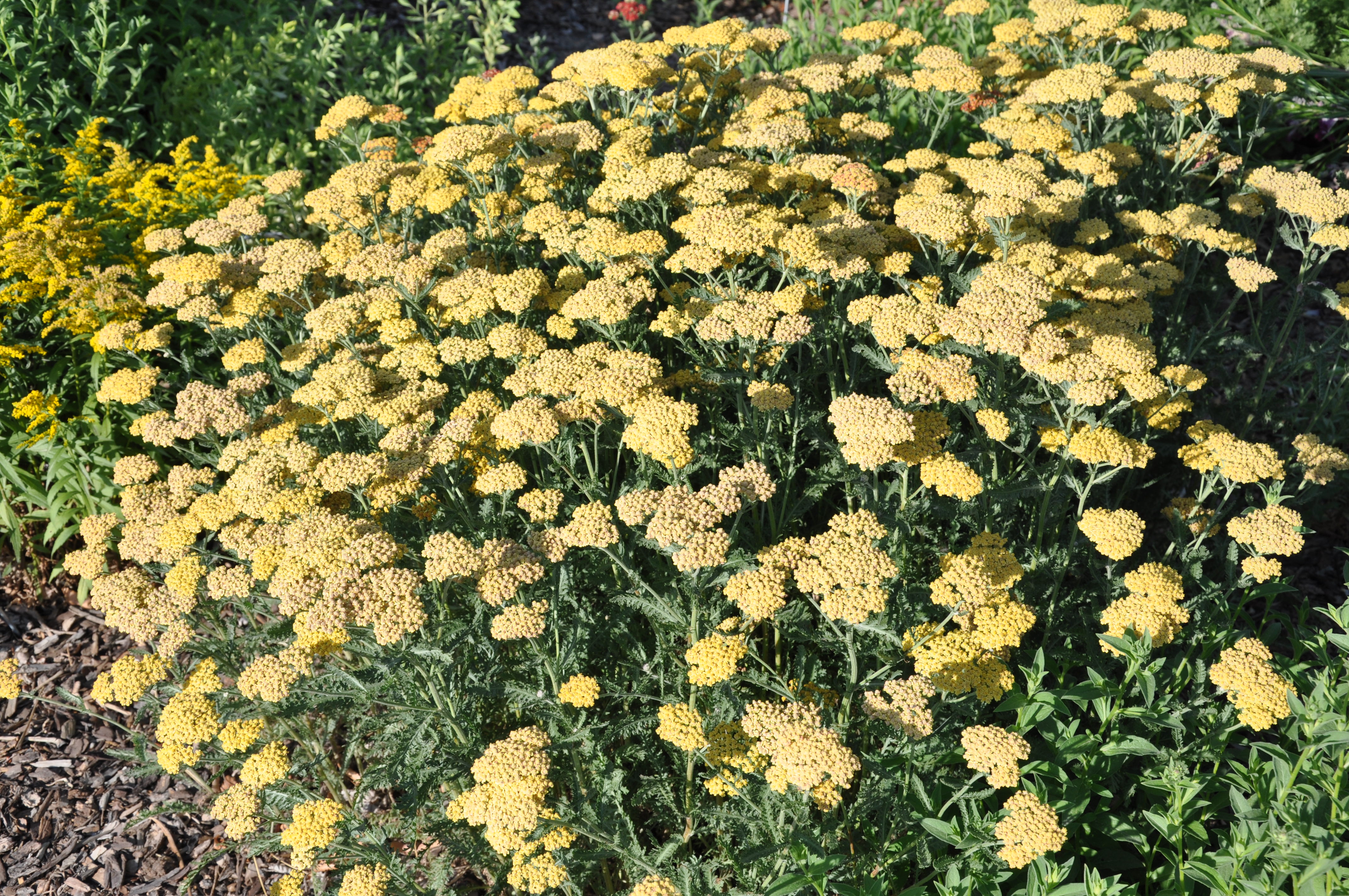 Desert Eve™ Yellow Yellow Yarrow
