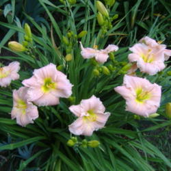 Barbara Mitchell Daylily