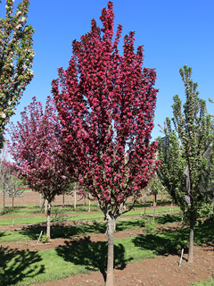 Raspberry Spear® Flowering Crabapple Tree
