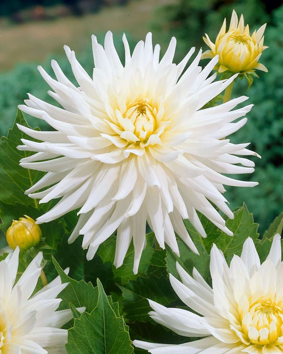 Dahlia Cactus My Love