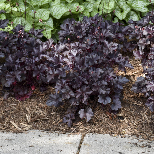 Primo® 'Black Pearl' Coral Bells — photo 1