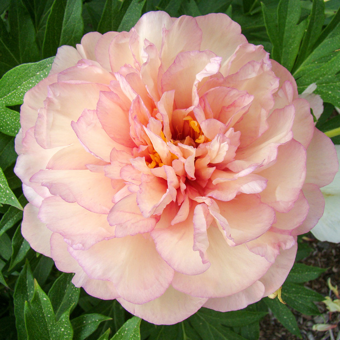 Scrumdiddlyumptious Peony
