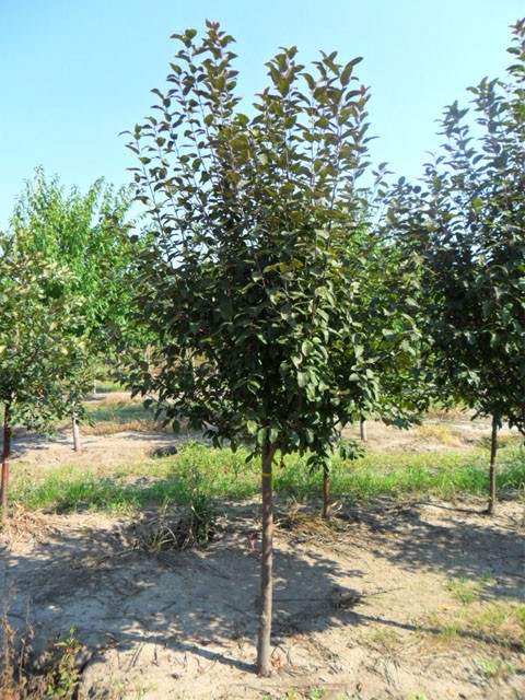 Velvetcole Velvet Pillar™ Flowering Crabapple Tree