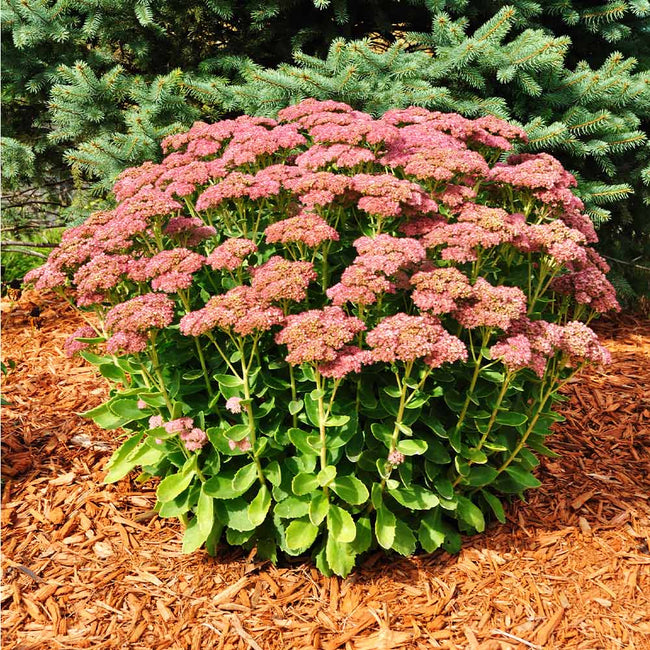 Matrona Sedum