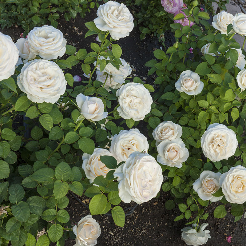 Easy Spirit™ Rose