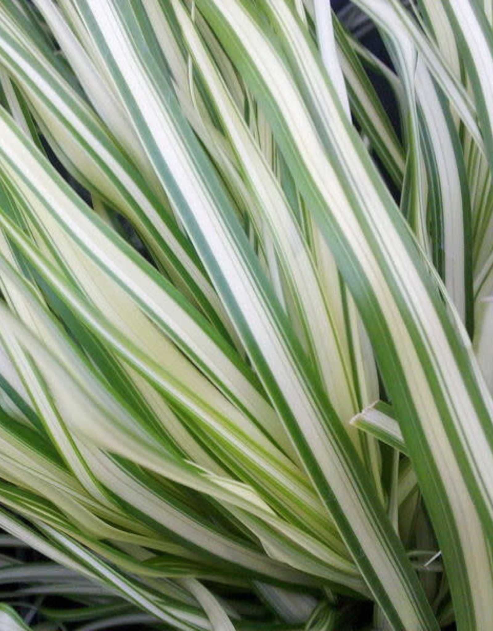 Lightning Strike® Feather Reed Grass