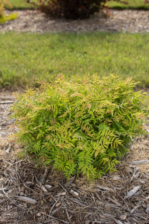 Levgreen Matcha Ball® Ash Leaf of False Spirea