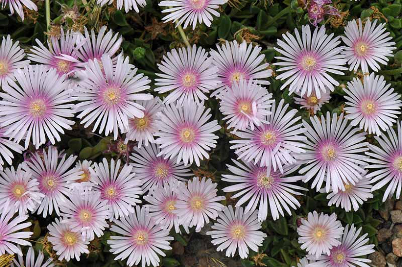Psave Lavender Ice Ice Plant