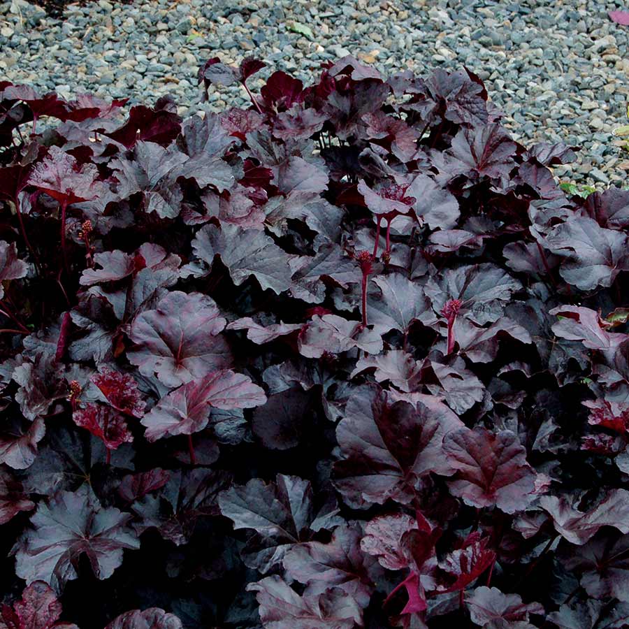 Obsidian Coral Bells