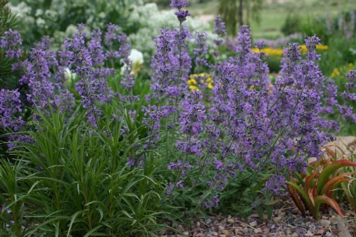 Little Trudy™ Catmint