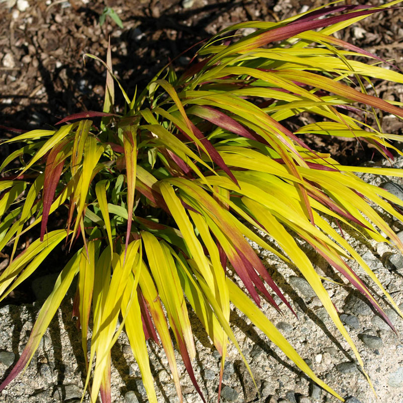 Sun Flare™ Japanese Forest Grass