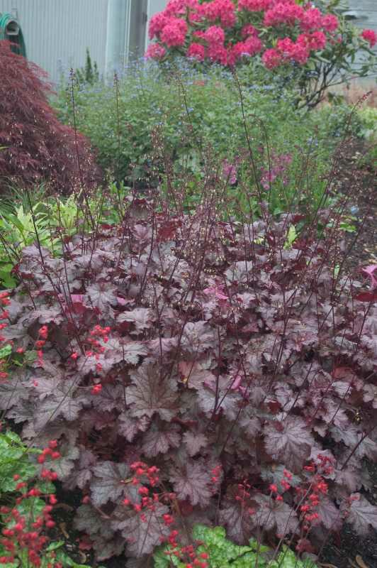 Amethyst Mist™ Coral Bells