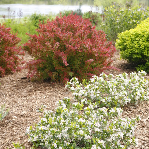 zzz Low Scape Mound® Chokeberry Shrub