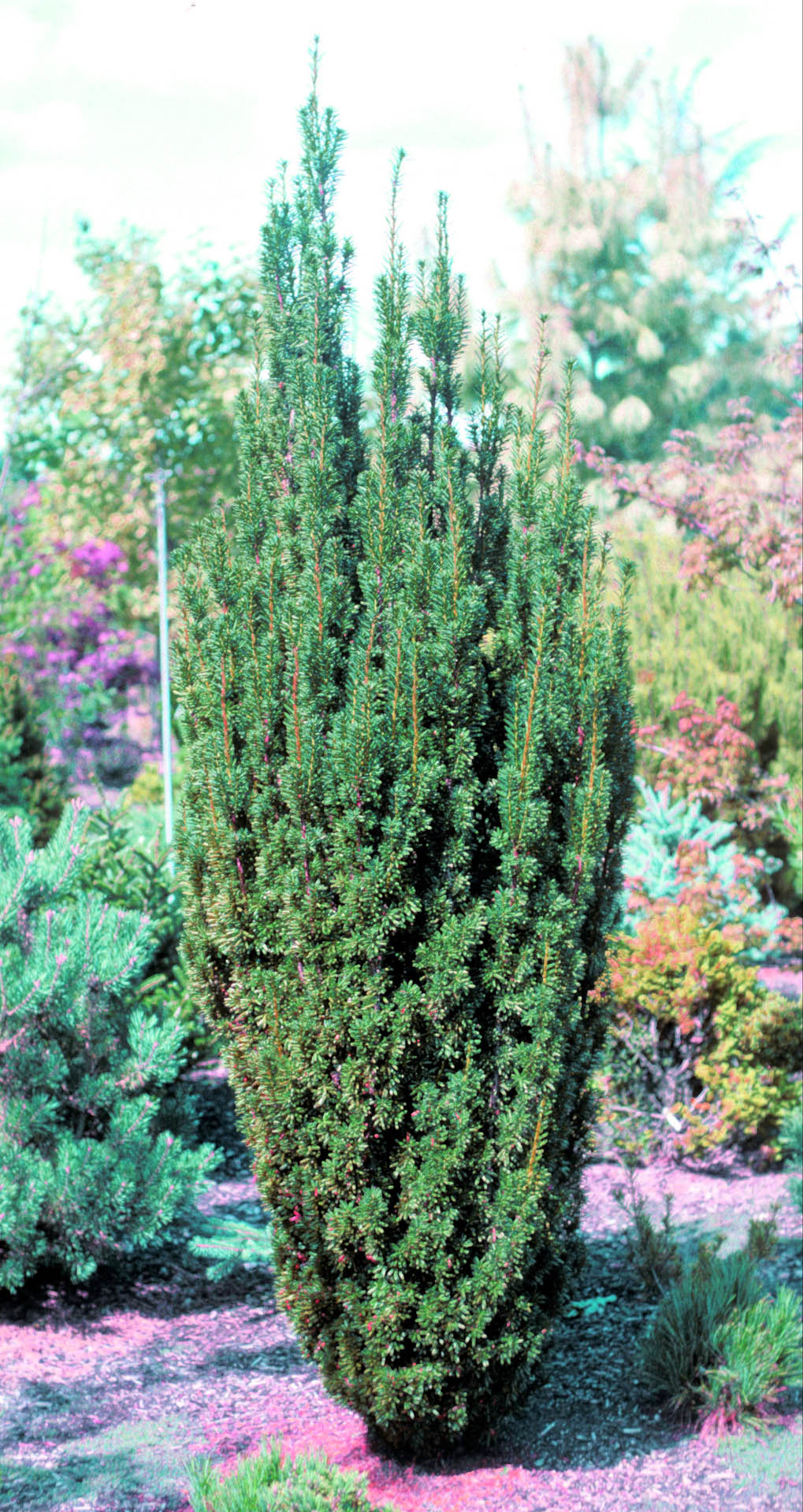 Maureen Columnar Yew Tree