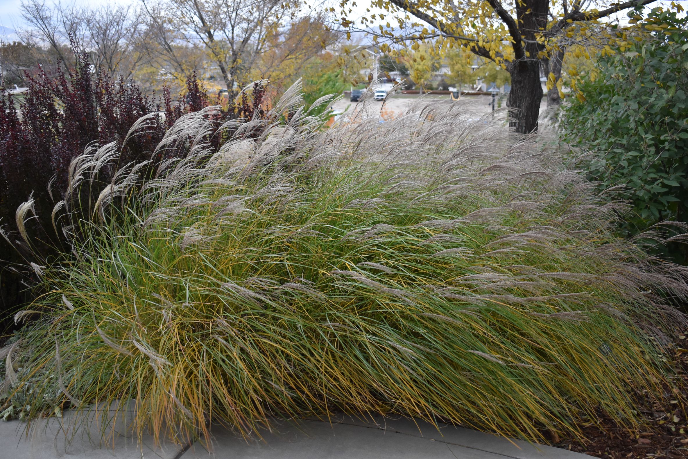 Yaku Jima Maiden Grass
