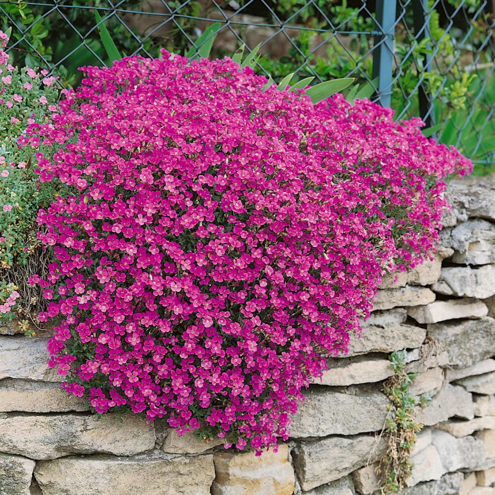 Cascade Red Rockcress
