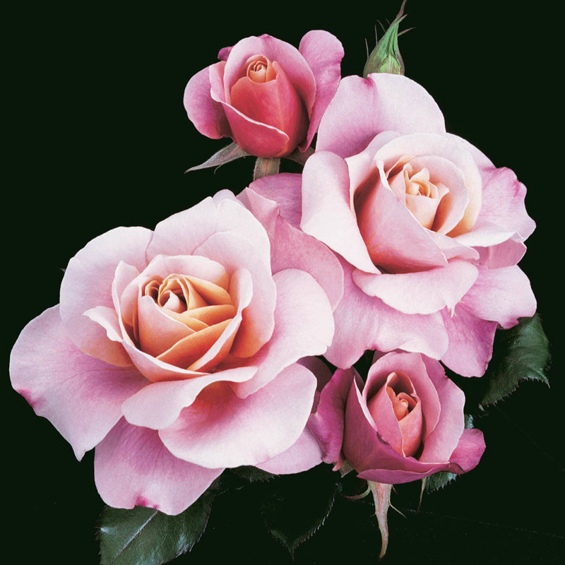 Distant Drums Rose