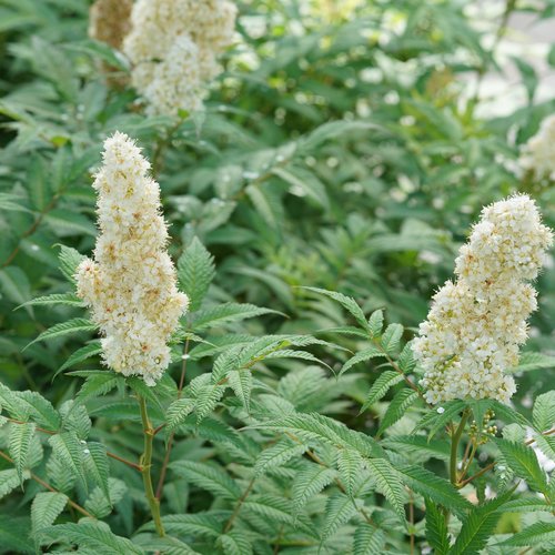 Mr. Mustard™ Dwarf Ash Leaf or False Spirea