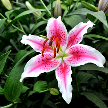 Lily