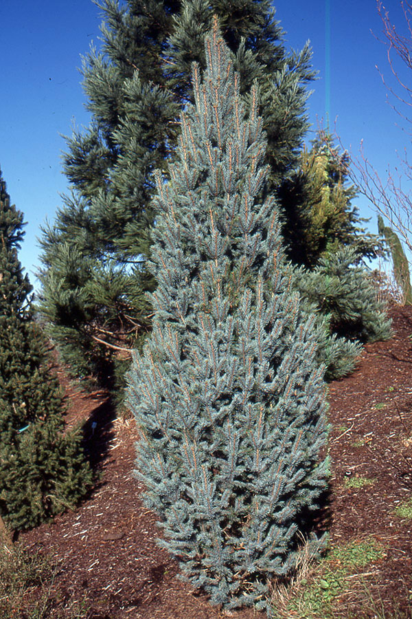 Fastigiata Columnar Blue Spruce Tree