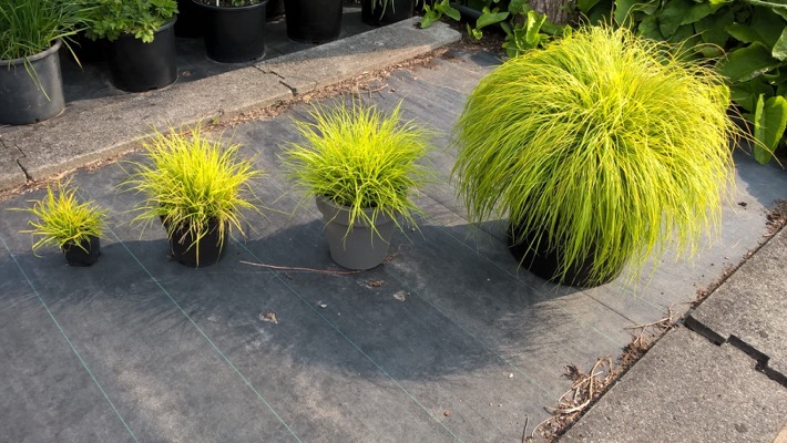 JS Jommenik Lumen Gold Fountain Grass