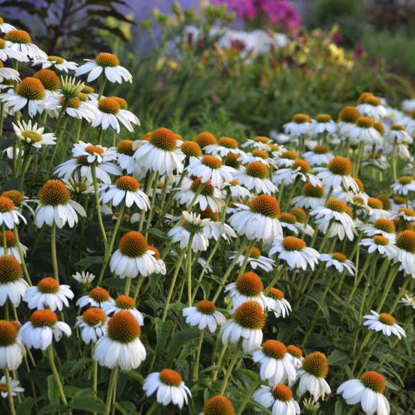 Pow Wow White Coneflower