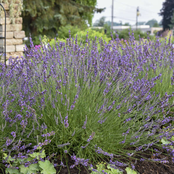 Niko Phenomenal Lavender
