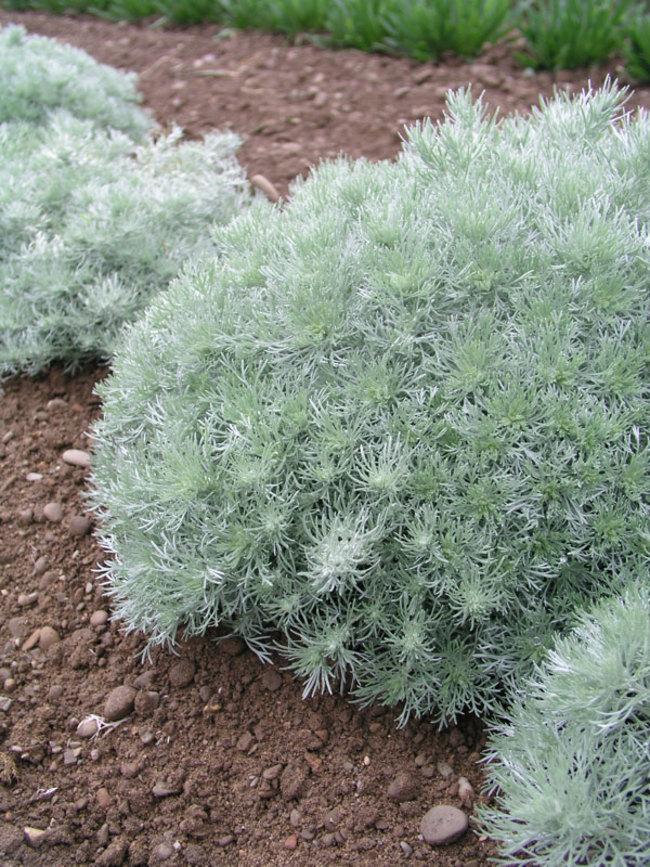 Silvermound Sage Brush — photo 1