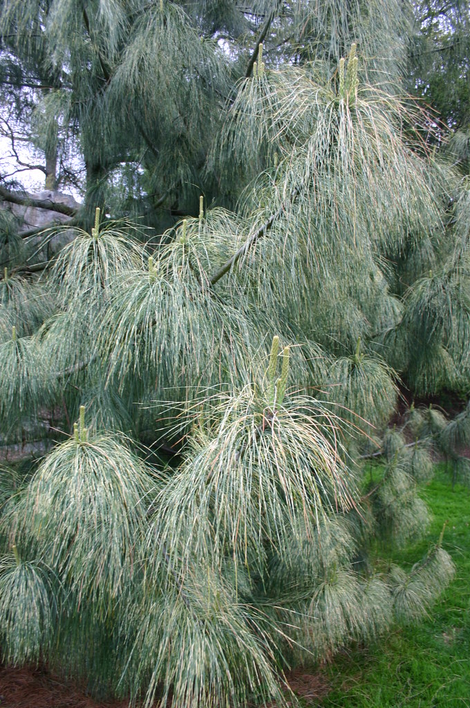 Himalayan Pine Tree