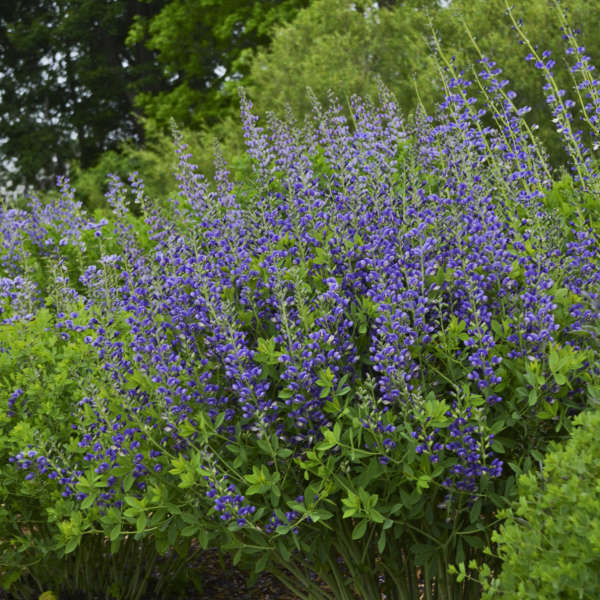 Decadence® Blueberry Sundae™ False Indigo