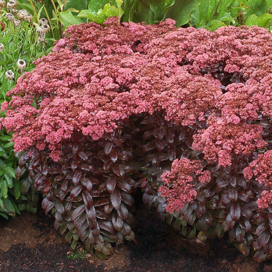 Dark Magic™ Upright Stonecrop