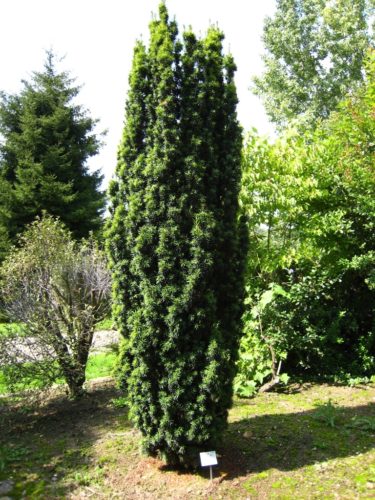 Fastigiata Columnar English Yew