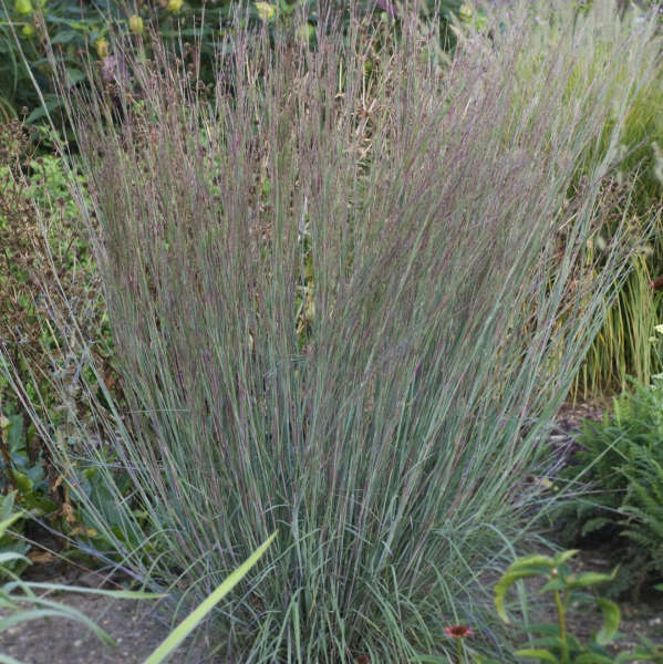 MinnblueA Blue Heaven™ Little Bluestem Grass