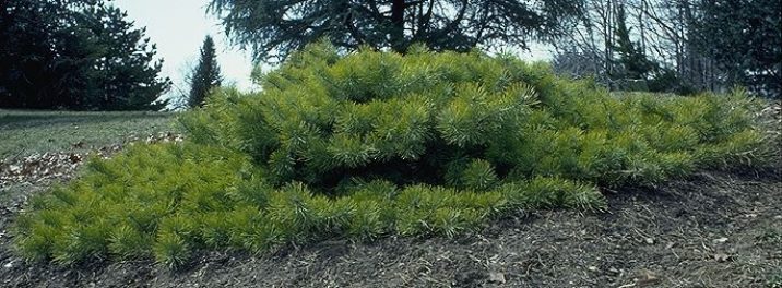 Hillside Creeper Scotch Pine Tree