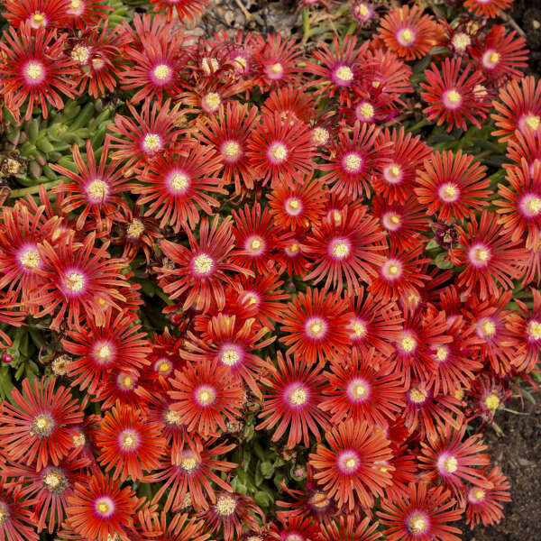 Psdold Red Mountain Flame® Red Iceplant