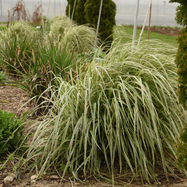 Hello Spring!™ Feather Reed Grass