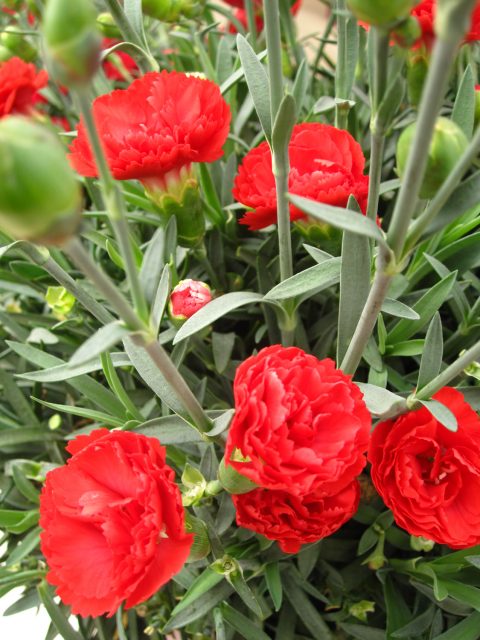 Early Bird Chili™ Dianthus