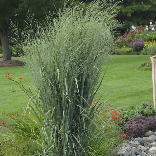 Prairie Winds® Totem Pole™ Switch Grass — photo 1
