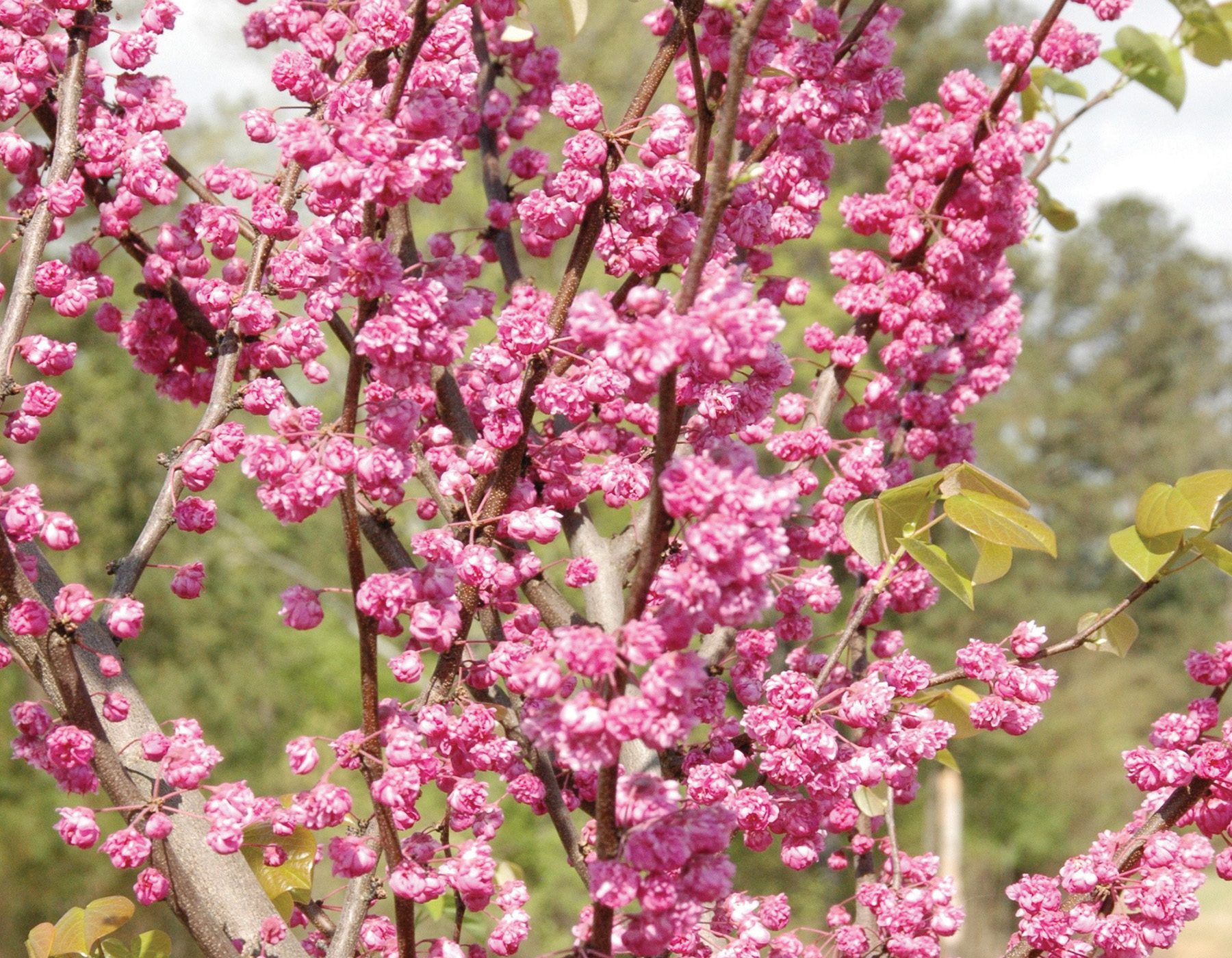 Pink Pom Poms™ Eastern Redbud