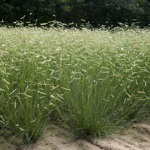 Blonde Ambition Blue Grama Grass