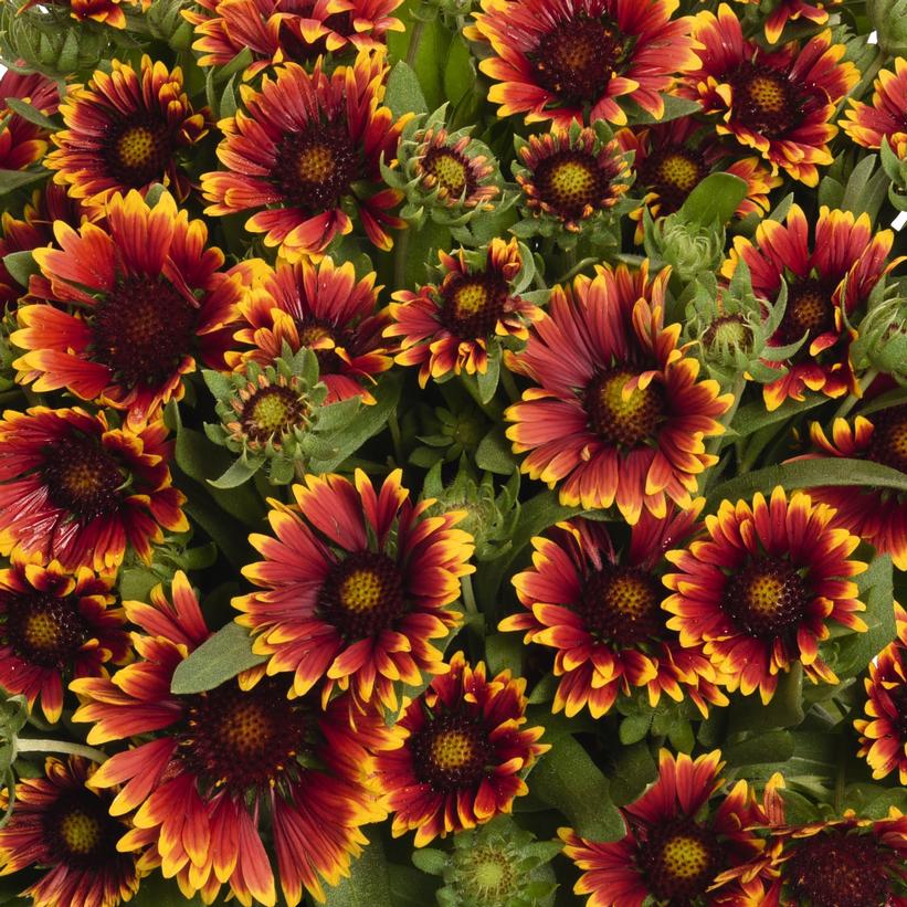 Spin Top Orange Halo Blanket Flower