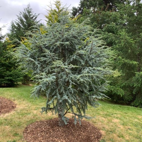 Horstmann Atlas Cedar Tree
