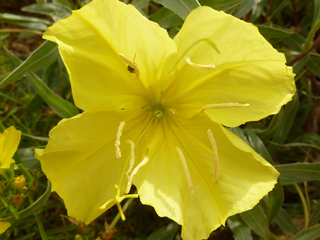 missouriensis Evening Primrose