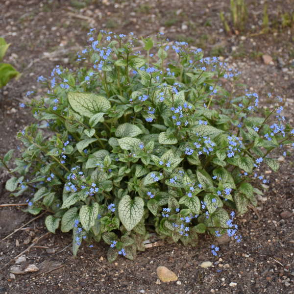 Queen of Hearts Heartleaf Brunnera