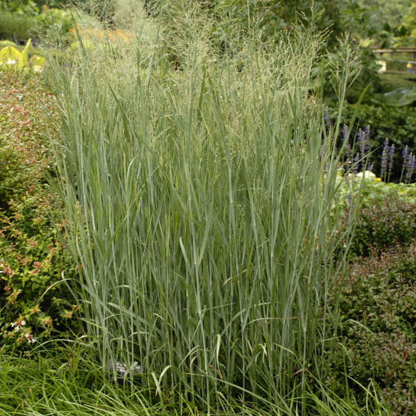 Heavy Metal Switch Grass