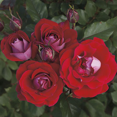 Take It Easy™ Rose